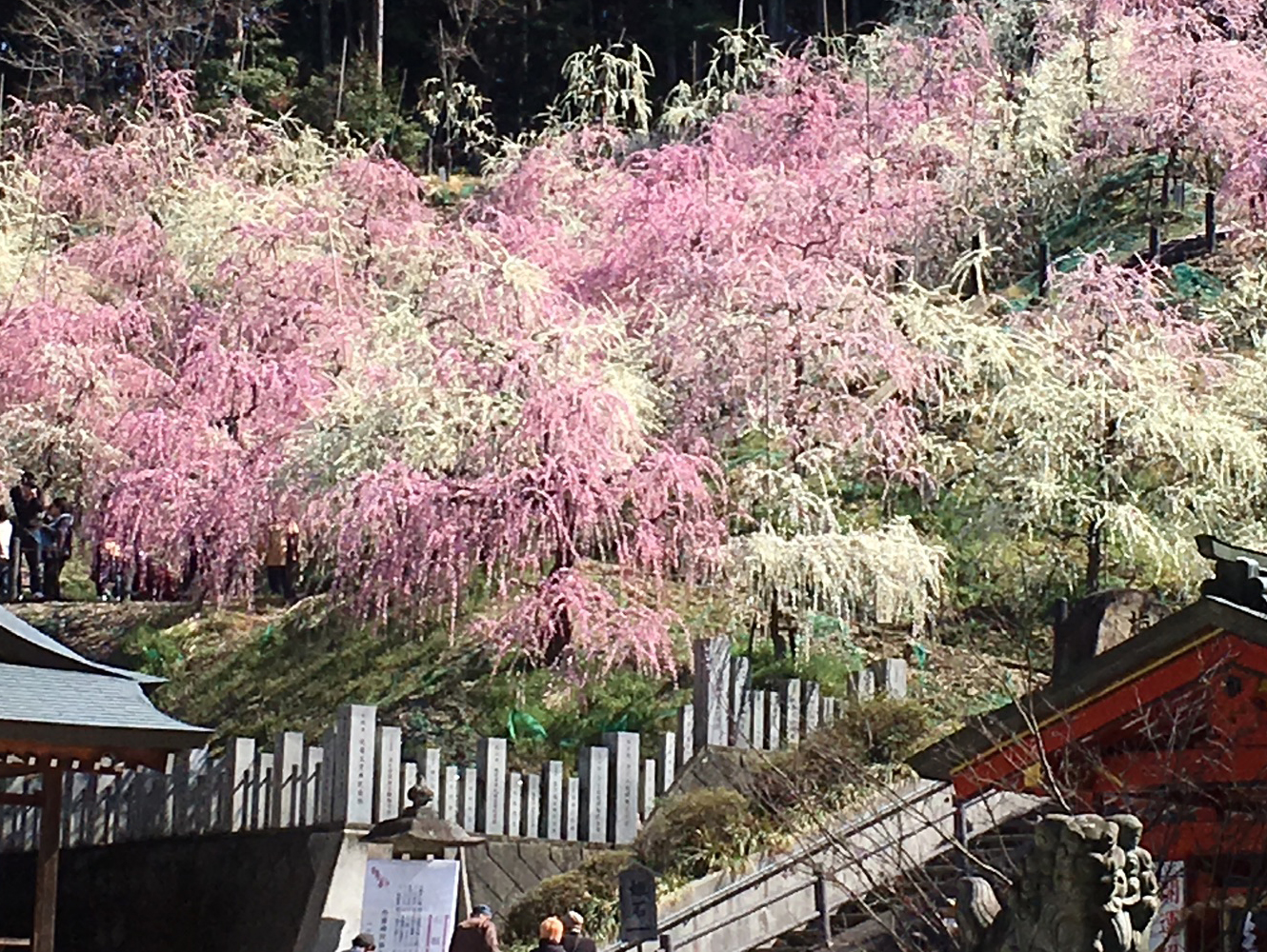 大縣神社の梅園