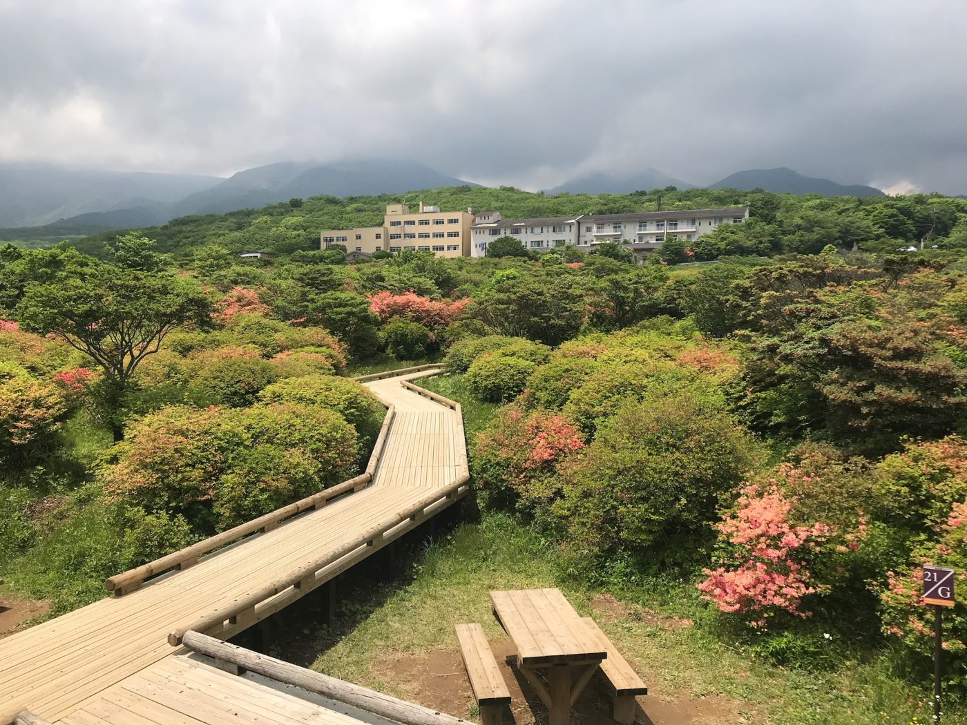 八幡ツツジ群落