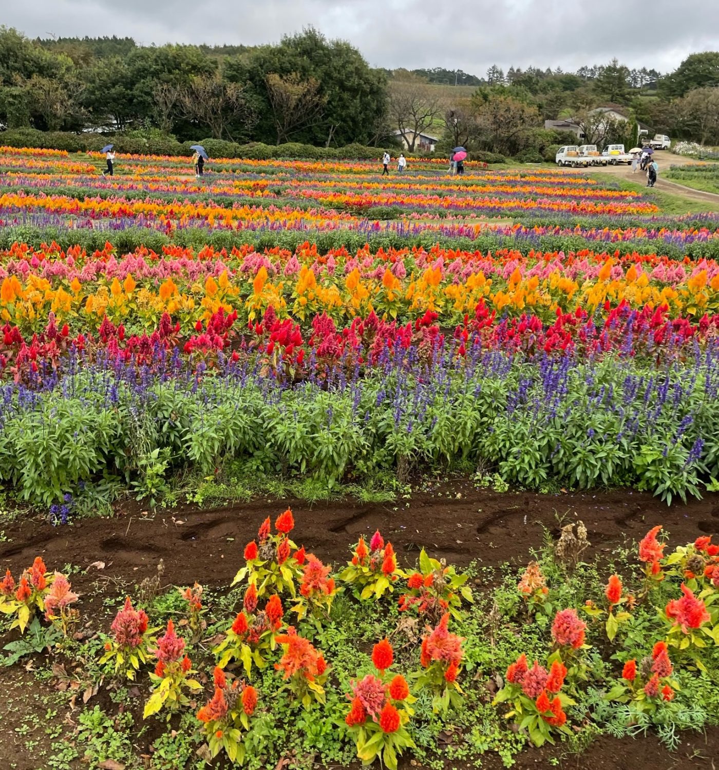 那須フラワーワールド
