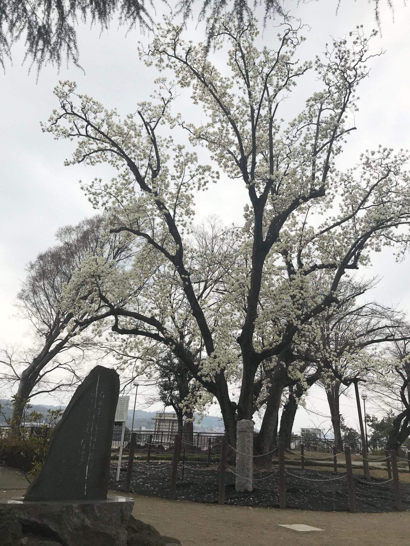 高崎公園のハクモクレン