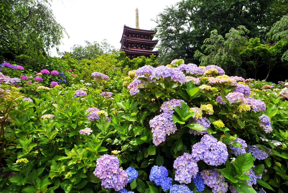 本土寺